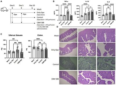 Oral Clostridium butyricum on mice endometritis through uterine microbiome and metabolic alternations